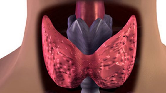 Всичко което трябва да знаете за щитовидната жлеза – медикаменти-яйчници, бременост, рак